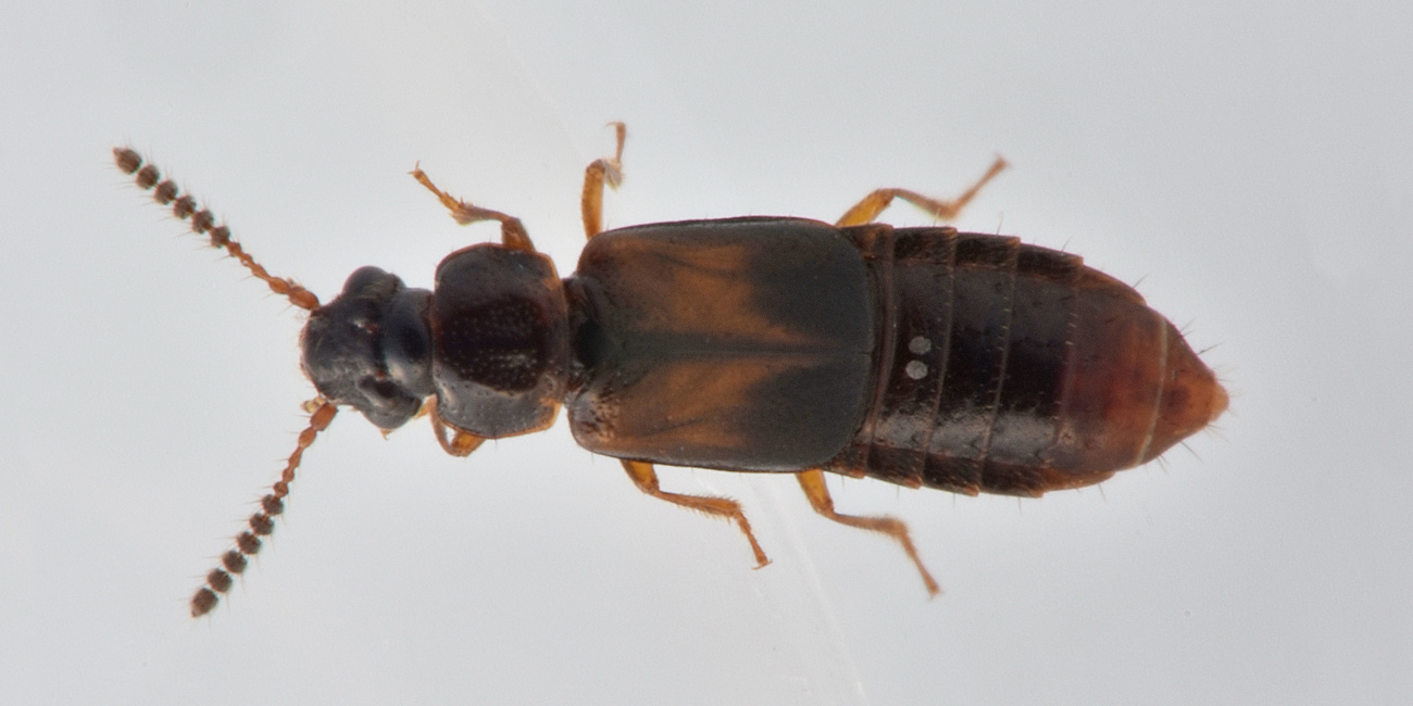 Staphylinidae: Paraphloeostiba sp? No, Xylostiba bosnica